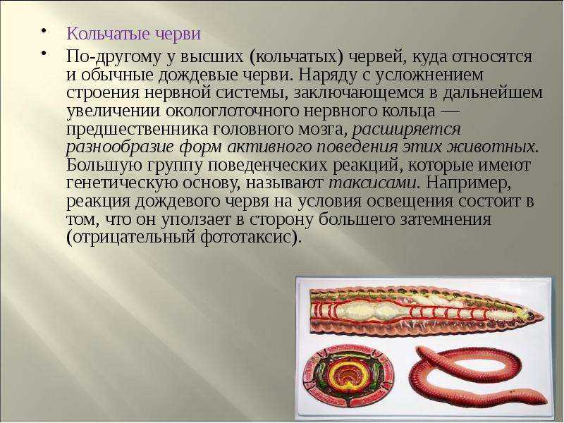 Тип annelides. кольчатые черви [1974 друщиц в.в. - палеонтология беспозвоночных]
