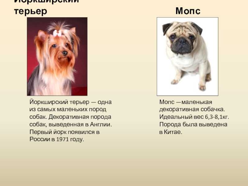 Мопс черный, рыжий, персиковый, бежевый и другие окрасы шерсти собак с фото и видео