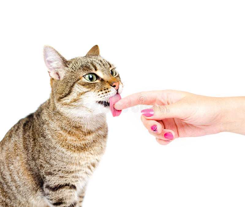 Причины почему кошки могут облизывать людей: их руки, ноги, лицо и другие примеры