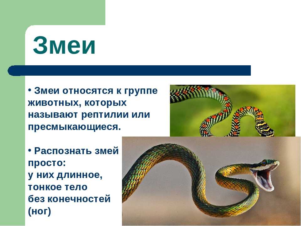 Змея сколько букв. Царство класс отряд пресмыкающихся гадюка. Змеи презентация. Класс пресмыкающиеся змеи. Сообщение о пресмыкающихся змеи.