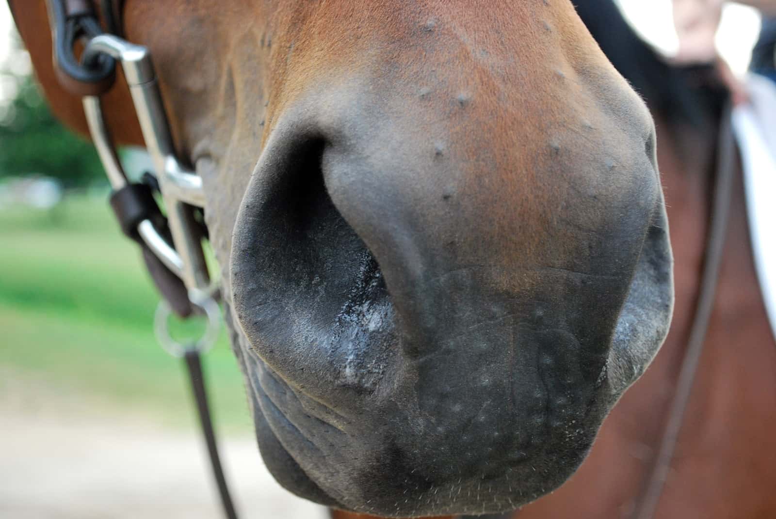 Какими недугами болеют лошади и как их лечить?