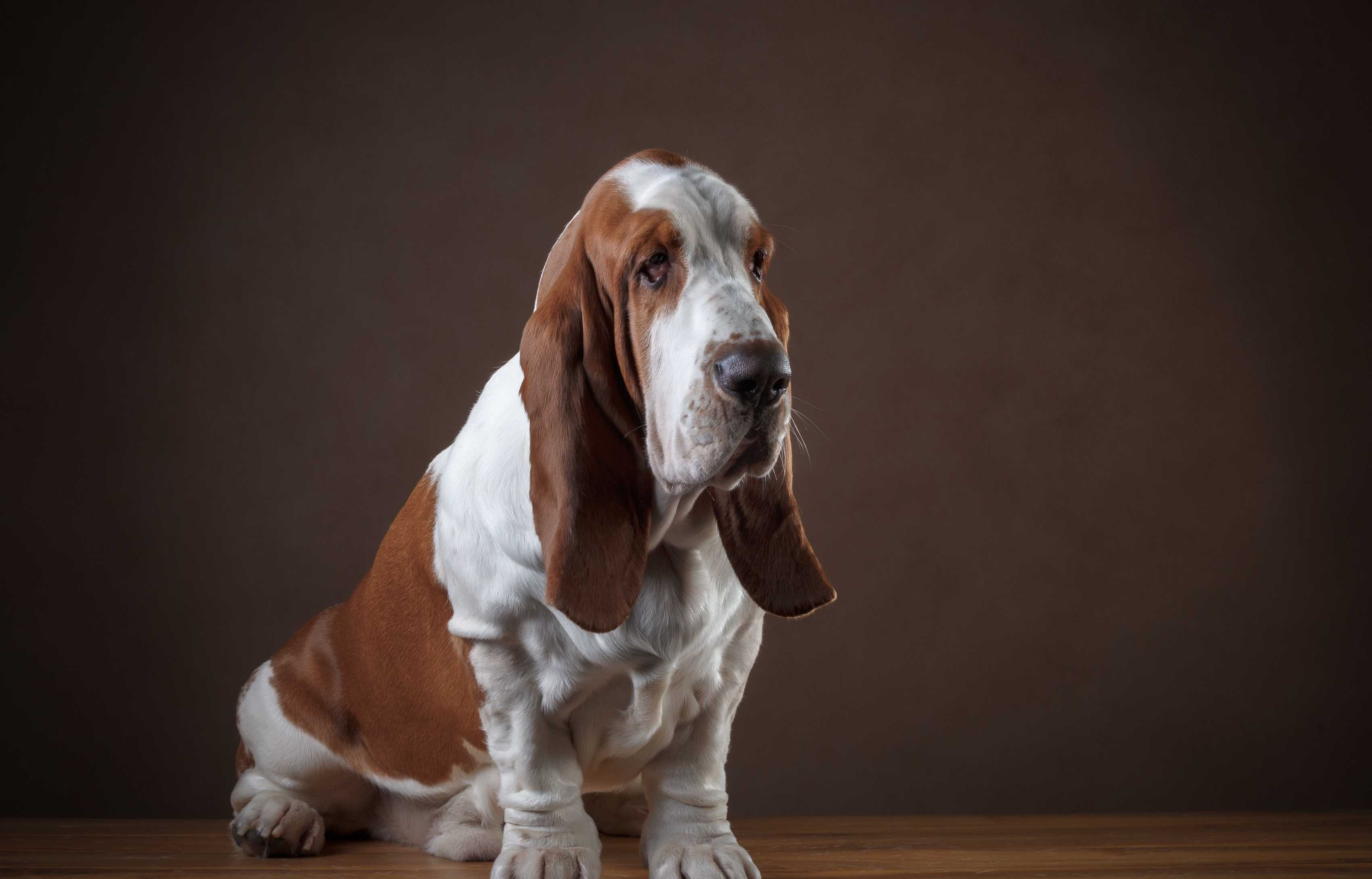 Собаки с висячими ушами: названия, внешний вид, характер