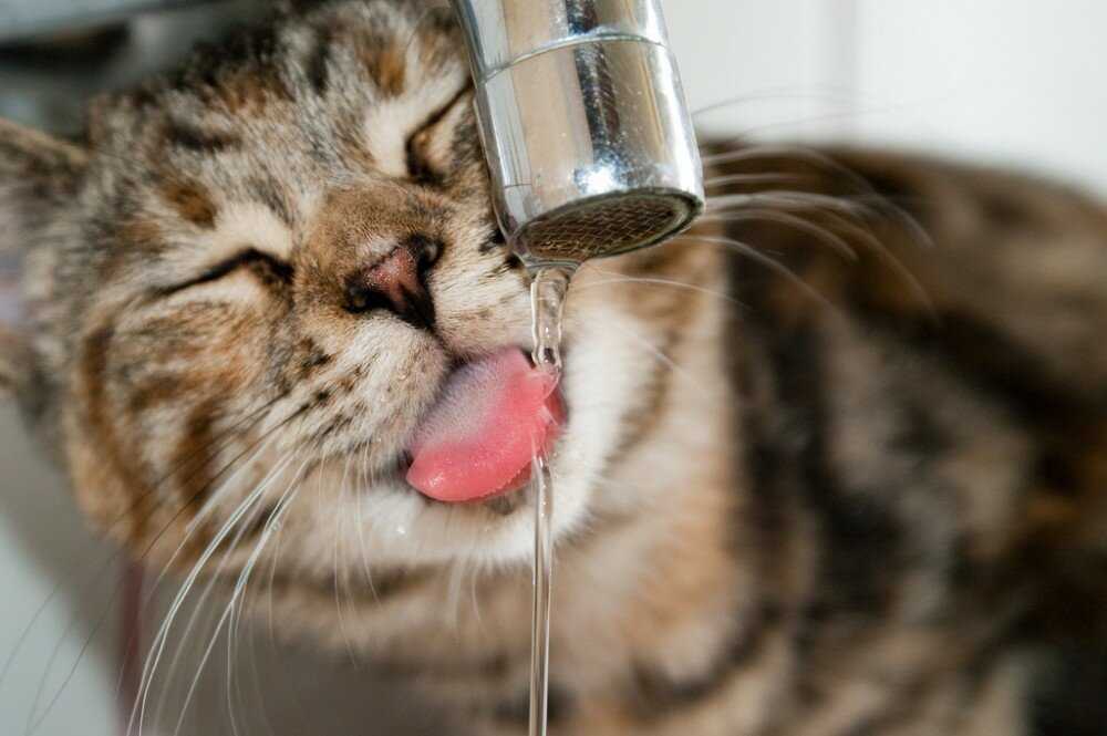 Кот пьет воду из крана: причины, последствия, как отучить?