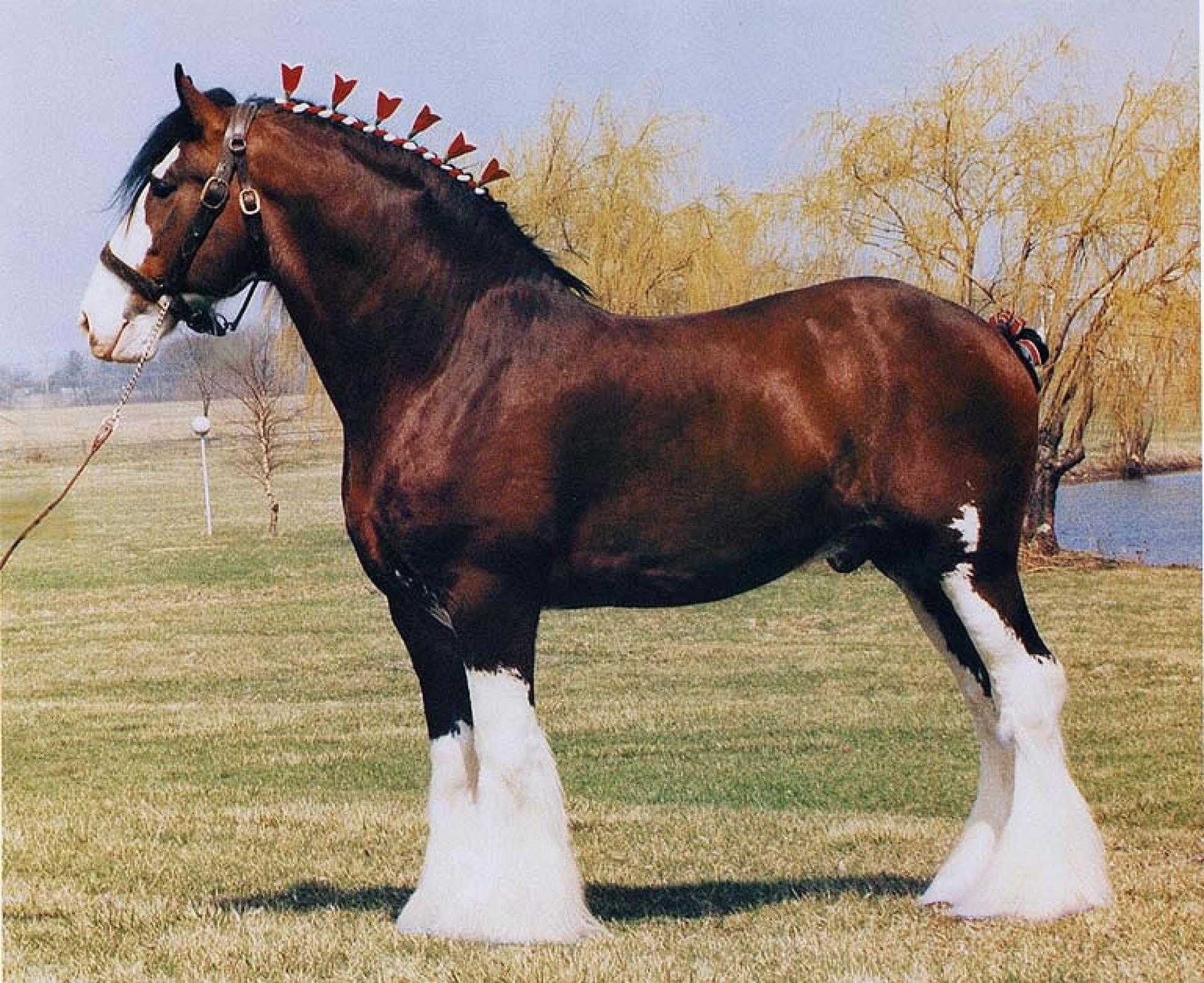 150 лошадок. Тяжеловозы Клейдесдаль. Породы лошадей Клейдесдаль. Клейдесдальская порода лошадей. Лошадь тяжеловоз Клейдесдаль.