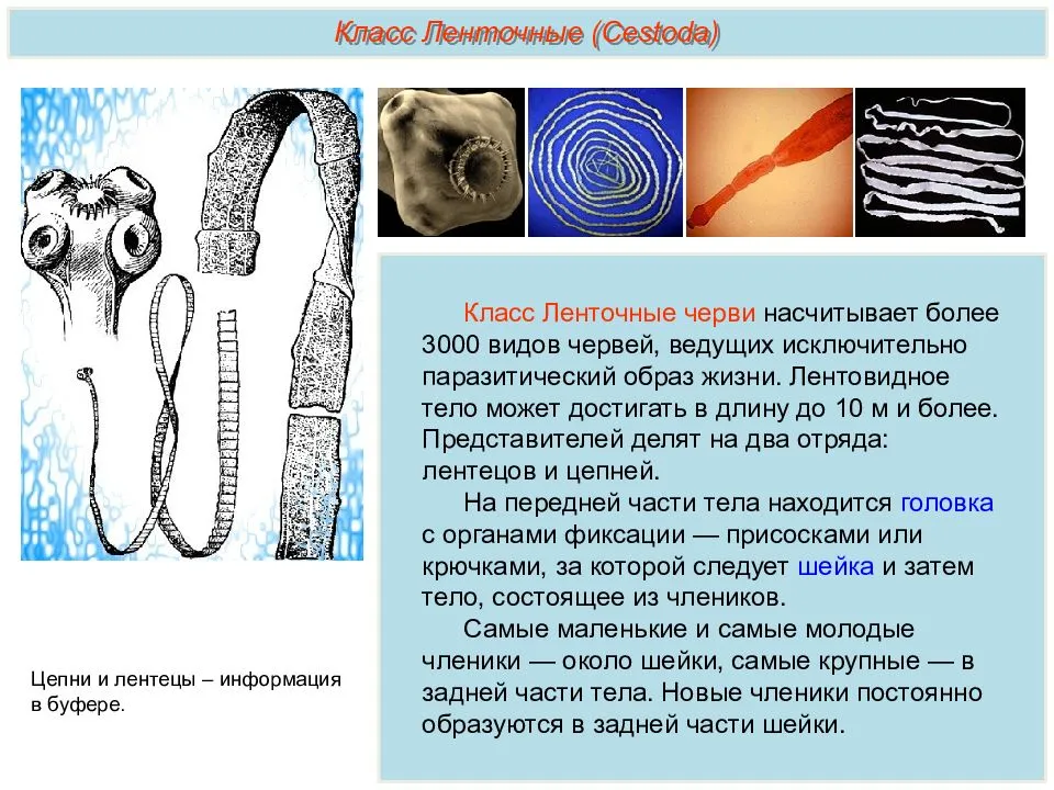 Ленточные и плоские черви. Класс ленточные черви (Cestoda). Тип плоские черви класс ленточные. Представители класса ленточные черви цестоды. Паразитические ленточные черви строение.