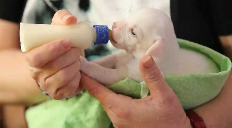 Сколько собака кормит щенков молоком – как долго