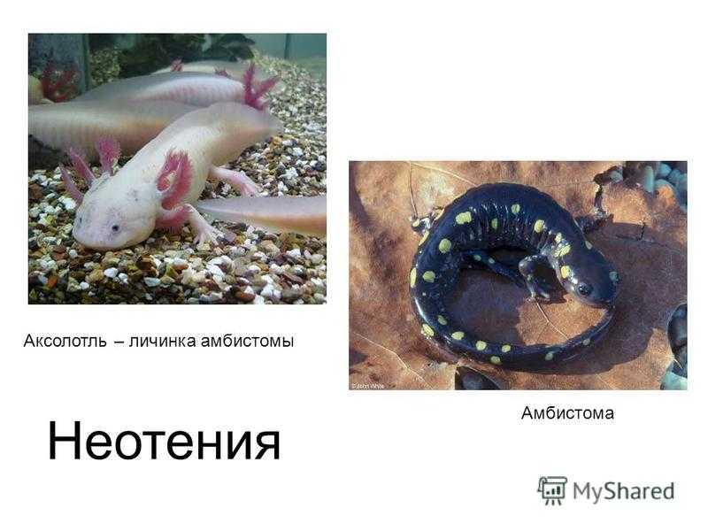 Аргентинский таракан blaptica dubia (блаптика дубия) содержание, разведение