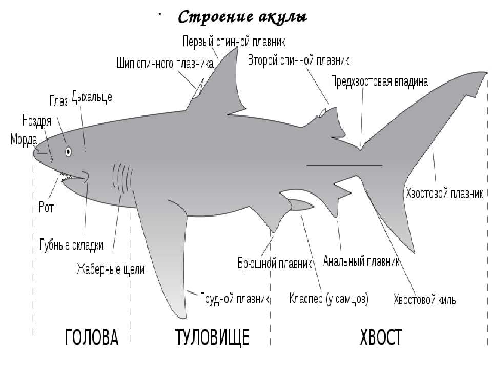 Хрящевые рыбы