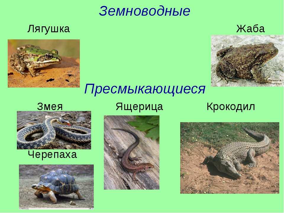 Чем ящерицы отличаются от змей. Земноводные и пресмыкающиеся 2 класс окружающий мир. Земноводные и пресмыкающиеся 1 класс. Земноводные рептилии и пресмыкающиеся. Пресмыкающиеся змеи ящерицы крокодилы.