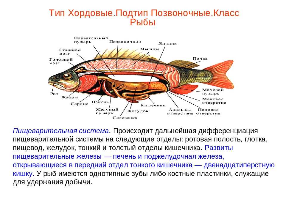 Внутреннее строение щуки. Внутреннее строение рыб таблица 7 класс биология пищеварительная. Тип Хордовые нервная система 7 класс. Системы органов у рыб пищеварительная система. Пищеварительная система рыб биология 8 класс.