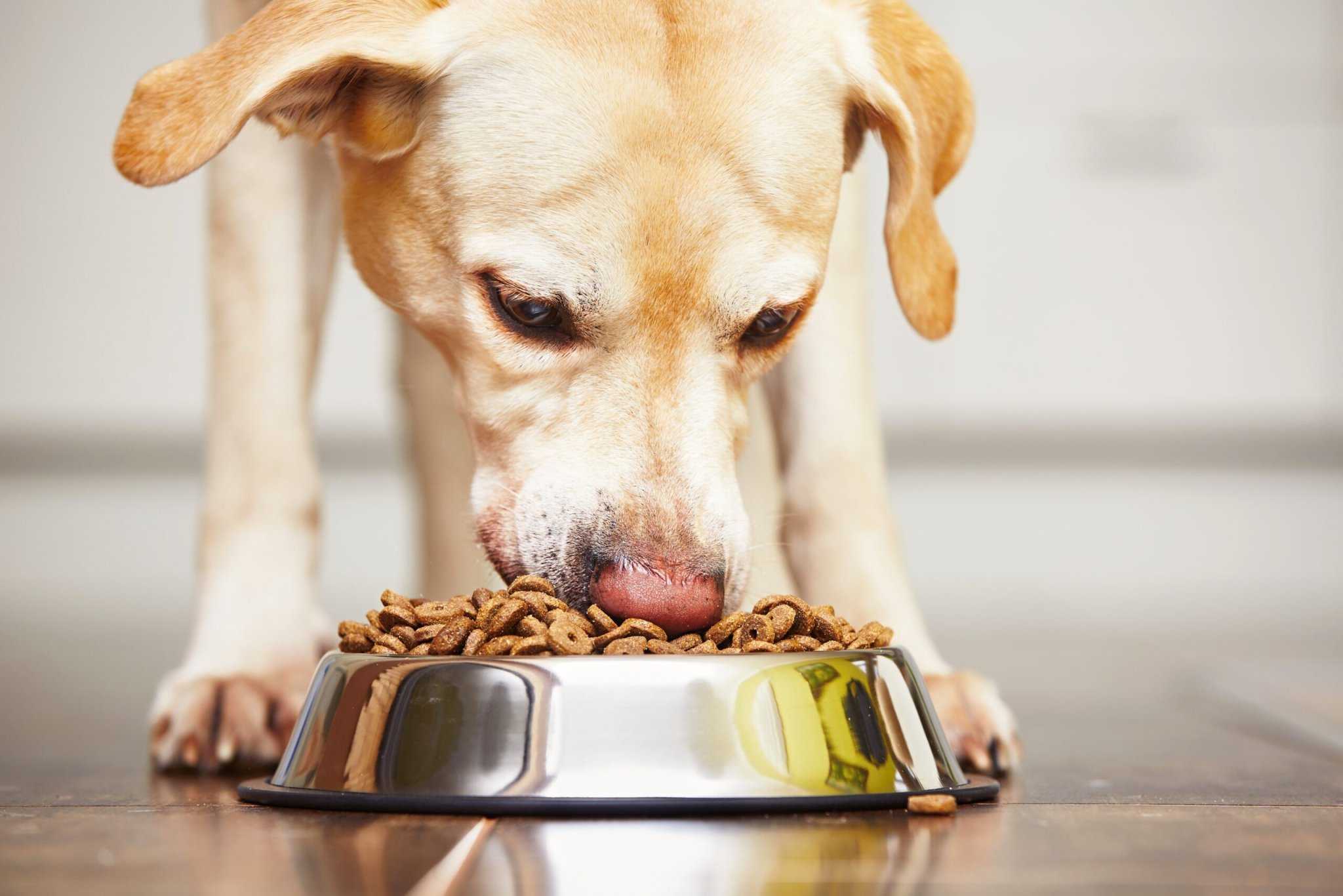 Как отучить собаку подбирать еду на улице, а также кости и всякую гадость