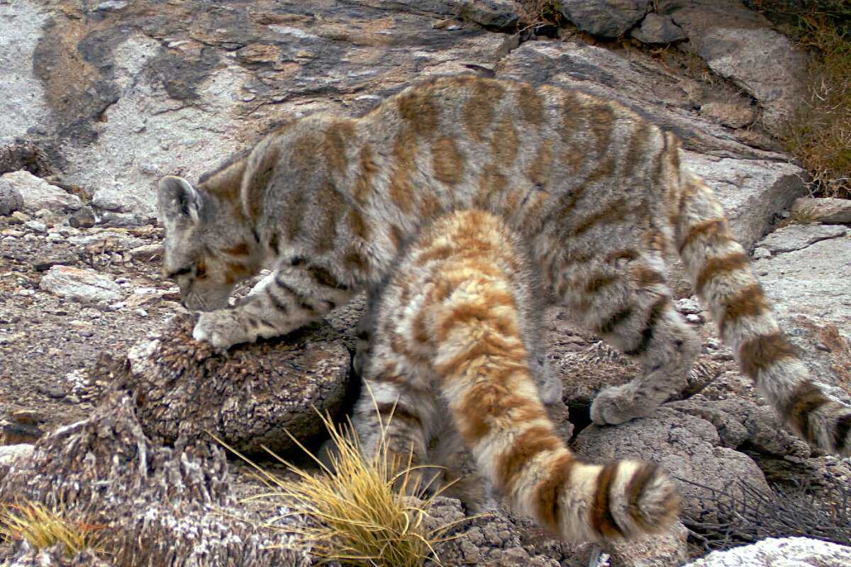 андский кот
