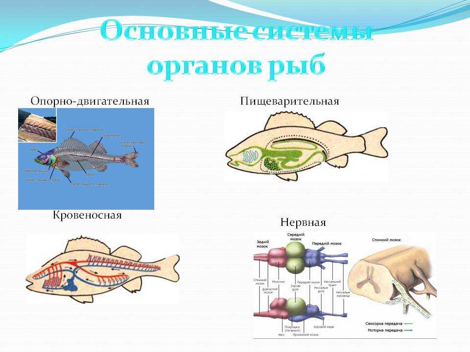 Какие системы органов у рыб. Строение систем органов рыб. Системы органов рыбы и их функции. Система органов и органы системы рыб. Нервная система рыб функции таблица.
