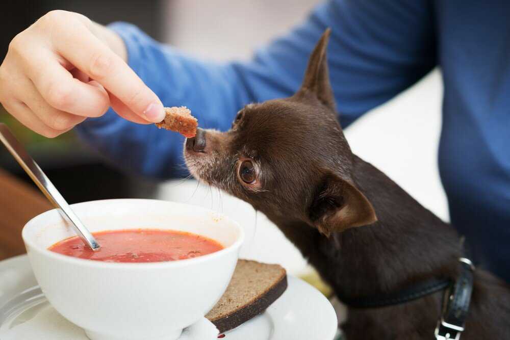 ᐉ собаке не подходит питание — как понять и что делать - zoovet24.ru
