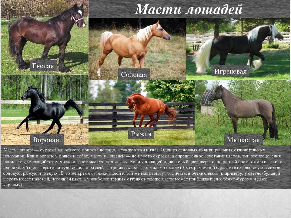 Мышастый конь: какой окрас шерсти у животного, происхождение и особенности породы