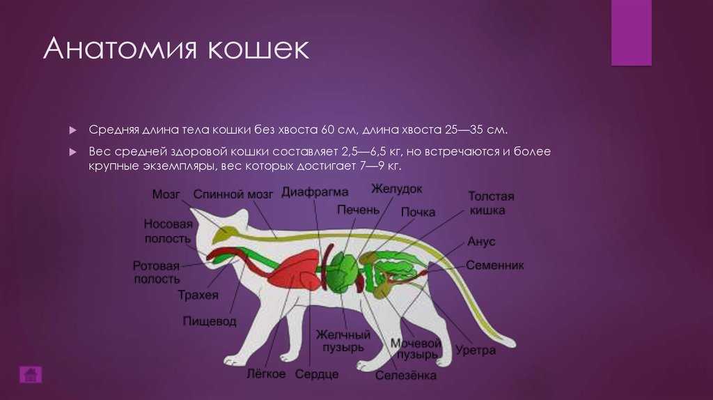 Всё об анатомии кошки: строение скелета и черепа
