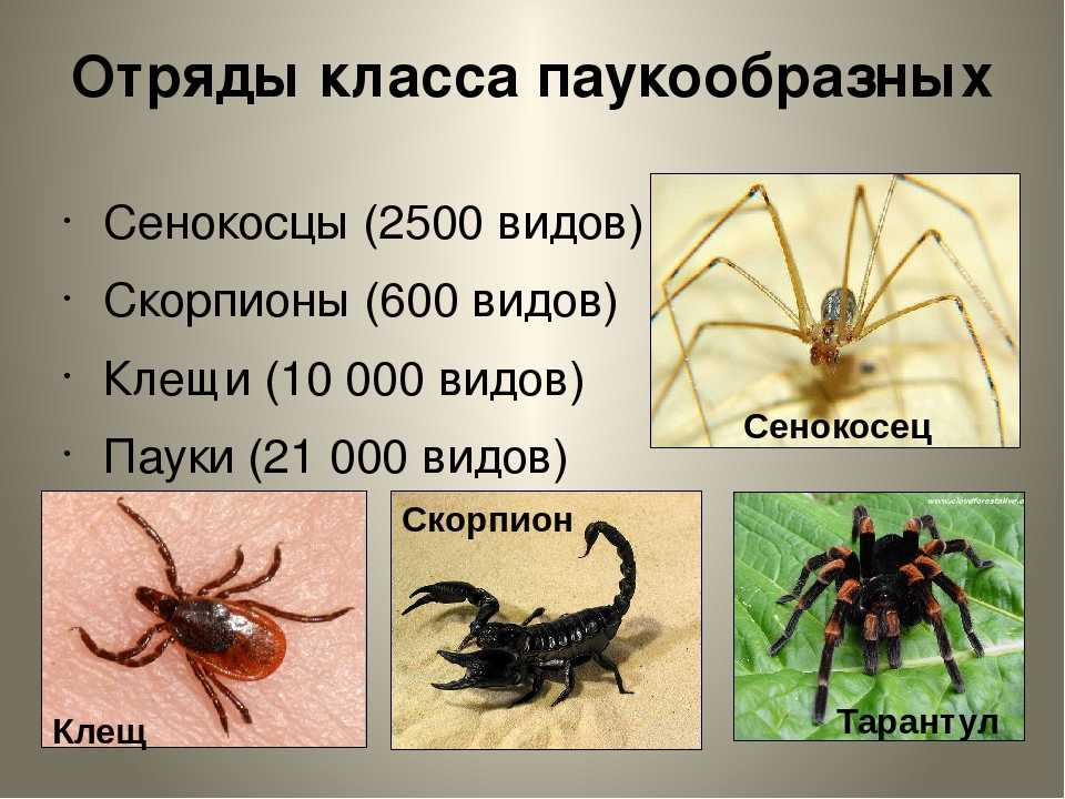Паук относится к паукообразным. Класс паукообразные систематика. Тип Членистоногие класс паукообразные представители. Класс паукообразные представители клещей. Тип Членистоногие класс паукообразные представители класса.