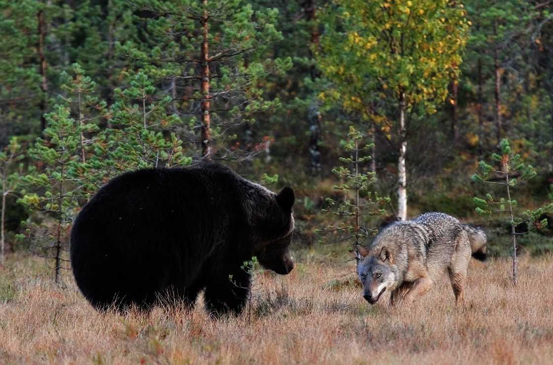 Как себя вести, если вы в лесу встретили волка, кабана или лося?
