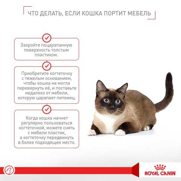 Глаукома у кошек - симптомы и лечение глаукомы у котов и котят - kupipet.ru