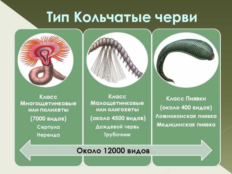 Тип круглые черви: представители / справочник :: бингоскул
