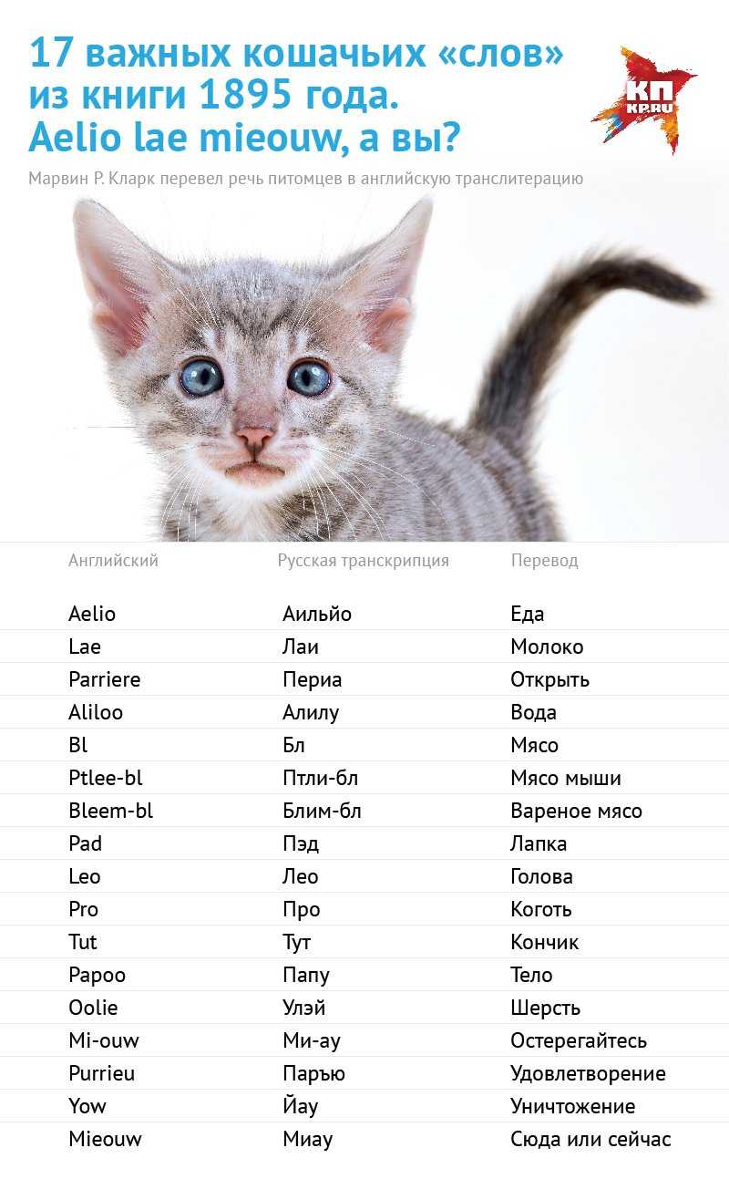 Имена для котов - список лучших кличек для котят мальчиков