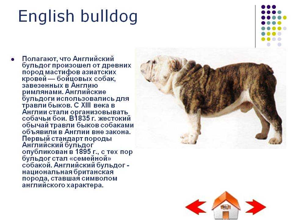 Рассказ о собаке на английском языке - примеры текстов