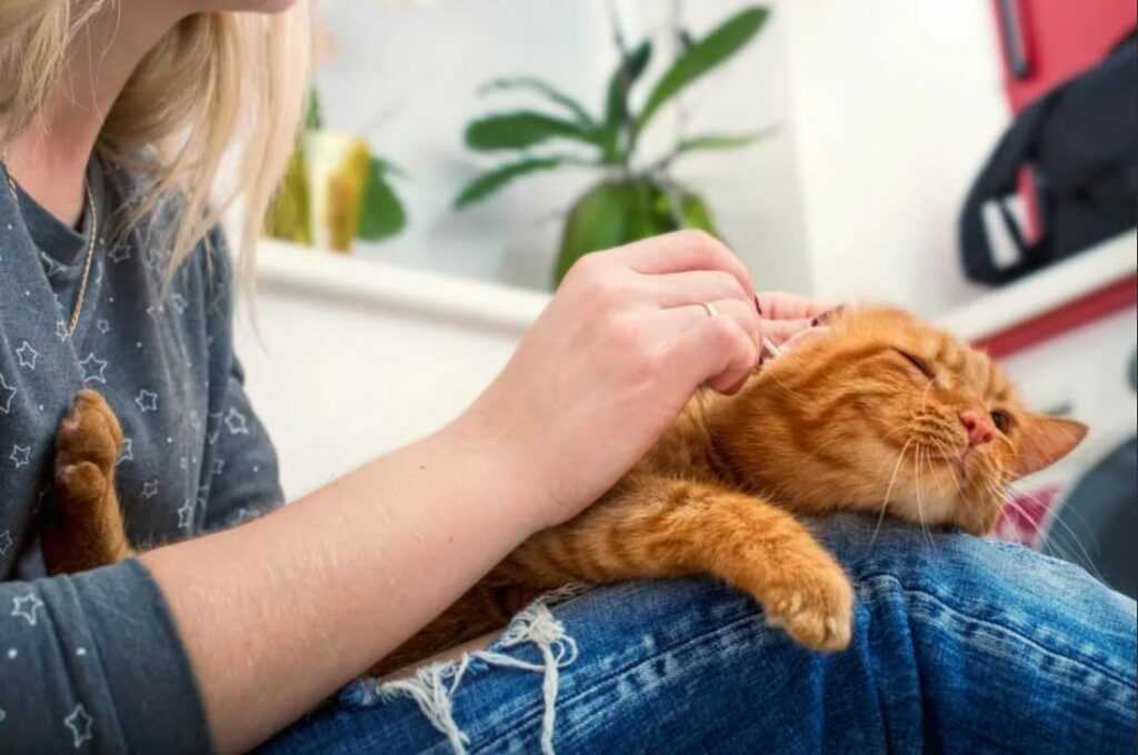 Como hacer que mi gato sea mas cariñoso