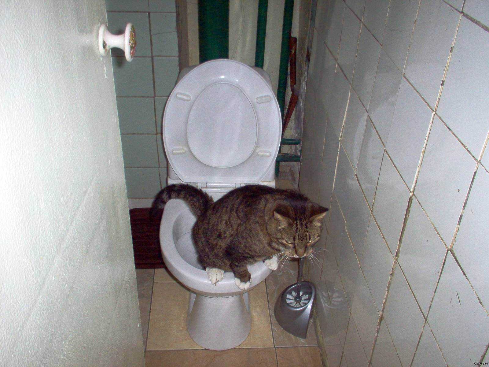 Кот часто ходит в туалет по маленькому по чуть-чуть: причины, диагностика, лечение учащенного мочеиспускания