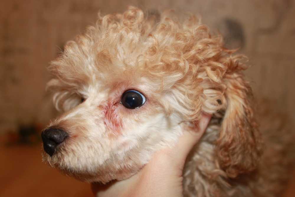 Чем вызваны коричневые выделения у собаки из глаз: причины, лечение, уход | ваши питомцы