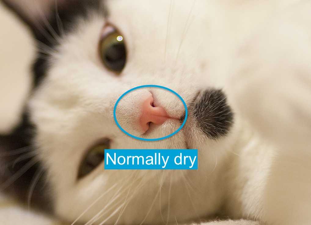 Кошка вода нос. Нос кота. Носик котика. Выделения из носа у котенка.
