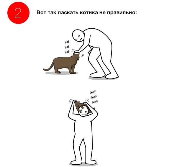 ᐉ сколько пальцев у кошки на передних и задних лапах: полидактия и интересные факты - kcc-zoo.ru