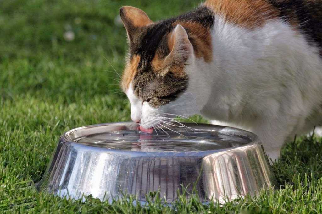 Котенок не пьет воду: причины, что делать?
