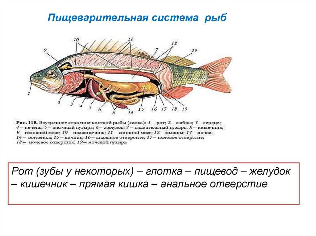 Внешнее и внутреннее строение рыб: скелет, органы и пищеварительная система