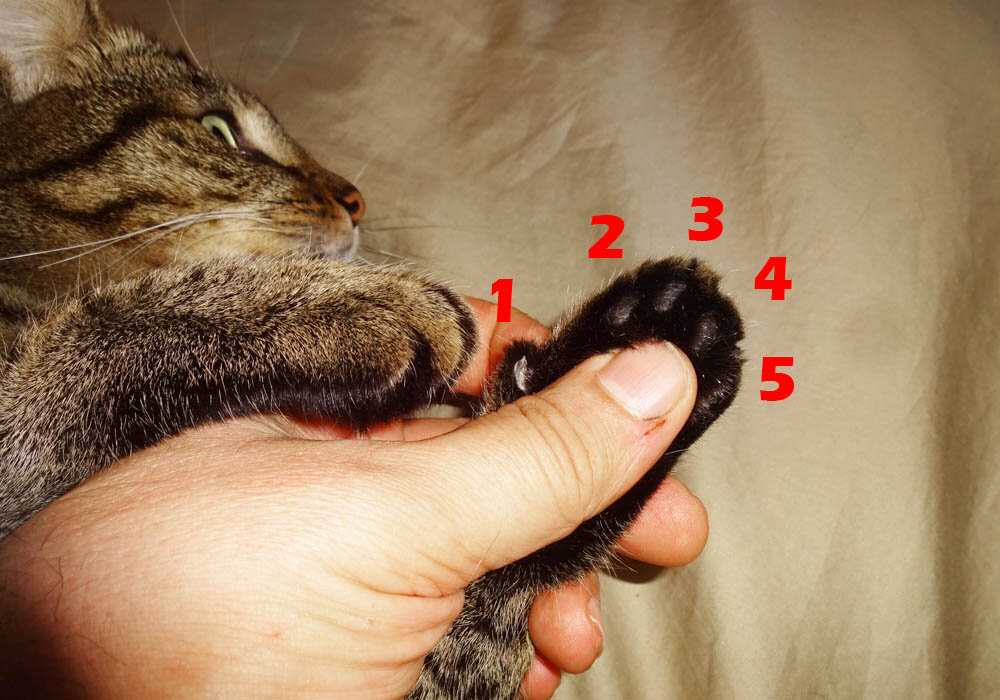 Какое число пальцев считается нормой у кошки Особенности походки животного Отклонения от нормы и их причины Кто такие кошки-полидакты