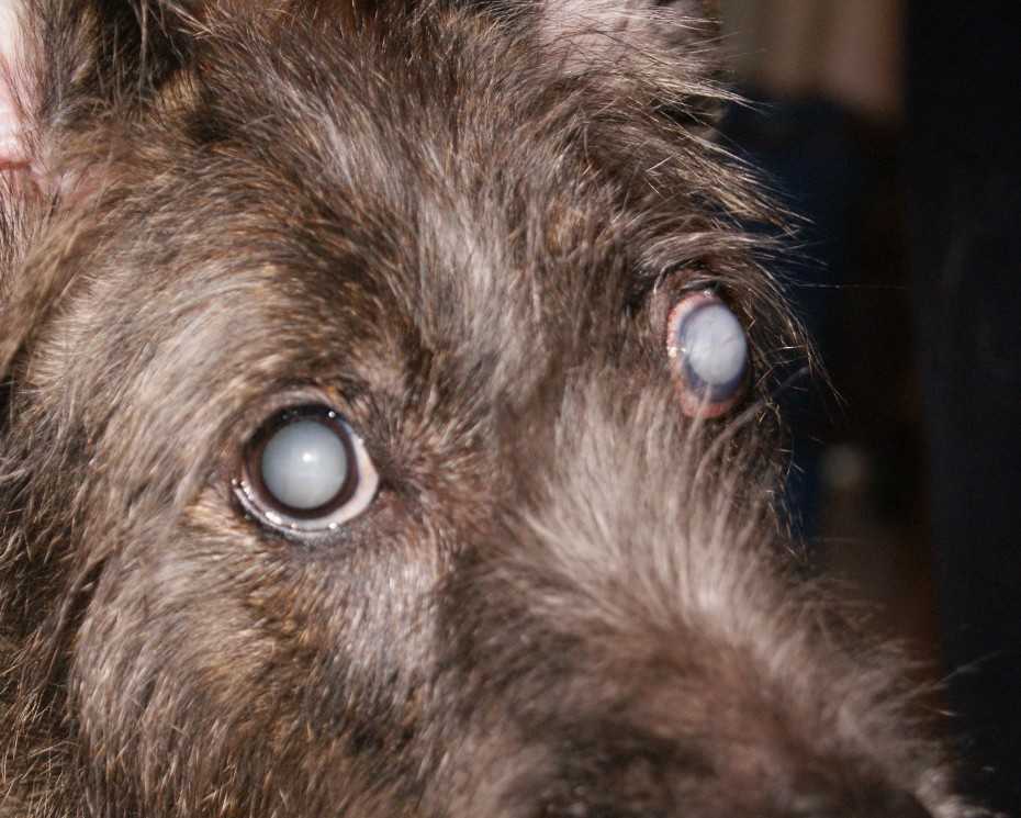 6 симптомов слепоты у собак - как узнать, лечение