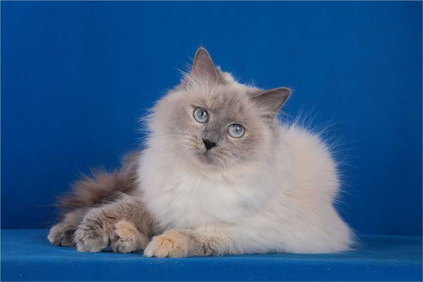 Невская маскарадная кошка: описание, характер и особенности ухода