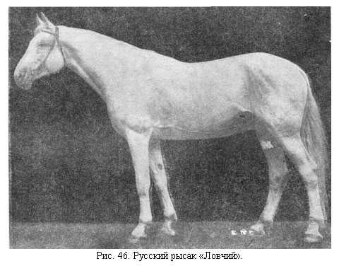 Породы лошадей с описанием и фотографиями. редкие, спортивные и упряжные