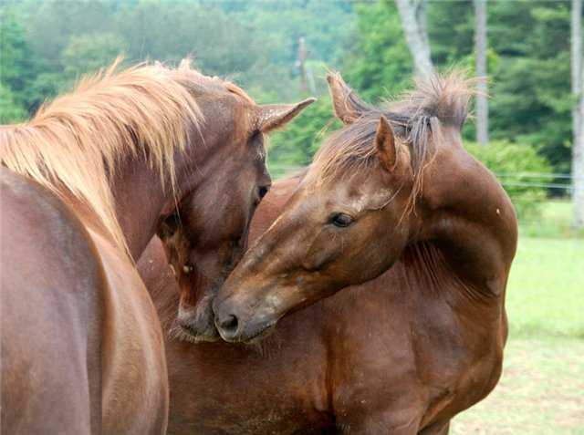 Разведение лошадей: особенности спаривания и селекции