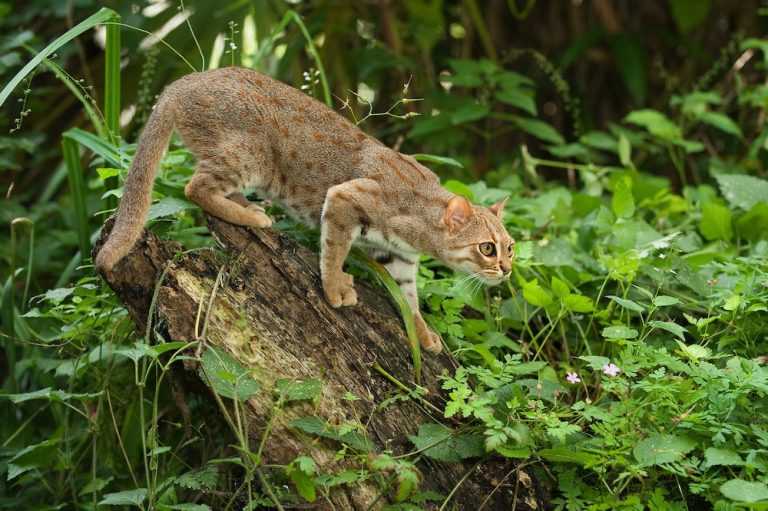 Фото азиатской леопардовой кошки, описание внешности, характера и образа жизни дикого животного