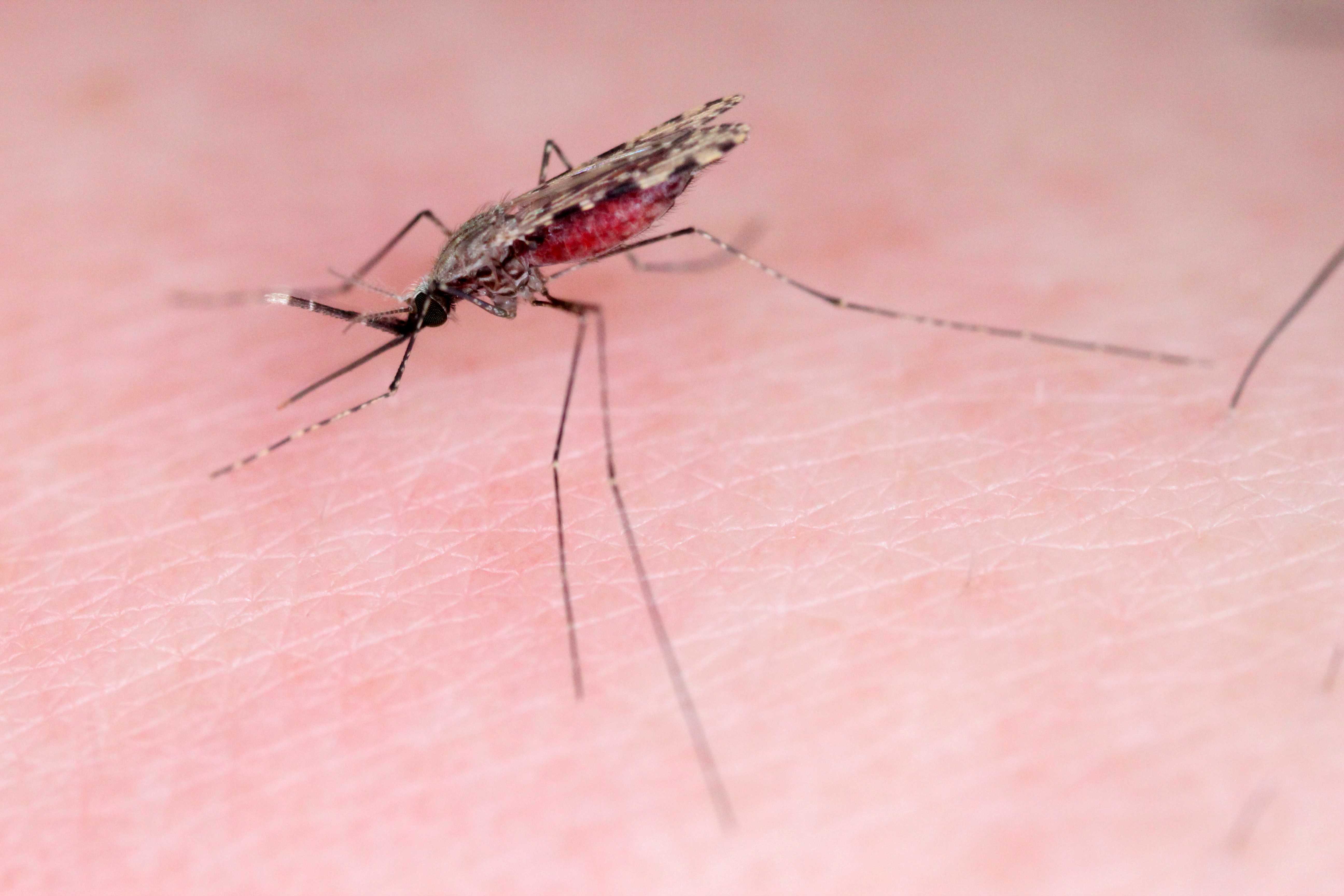 Дерево малярия. Малярийный комар анофелес. Самка комара анофелес. Малярийный комар самец. Малярия самка комара.