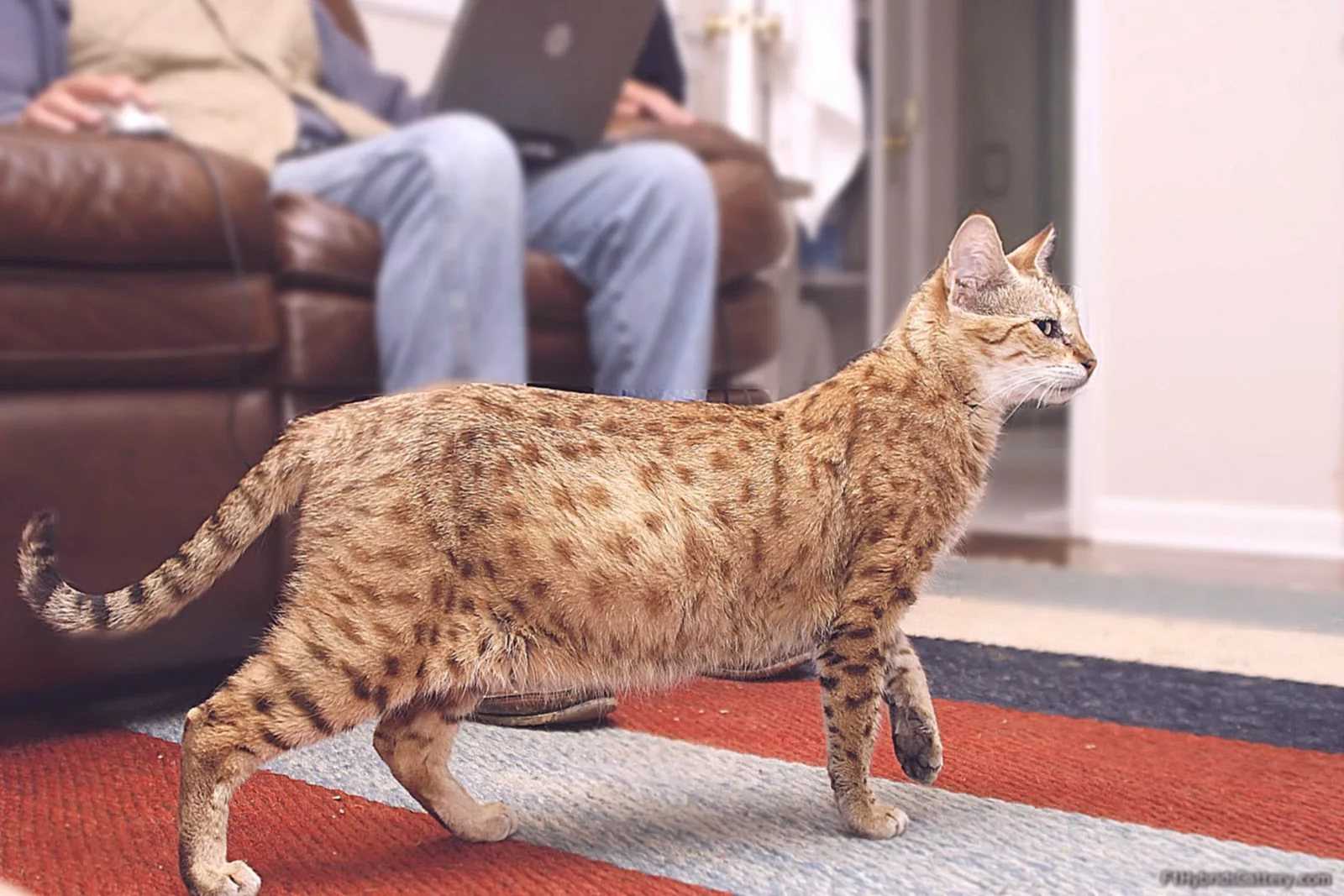Умнейшая порода кошек саванна