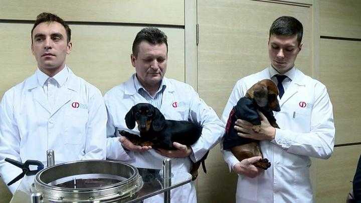 Зачем Дмитрий Рогозин топил собаку на глазах у президента Сербии Александра Вучича Дальнейшая судьба подопытной таксы