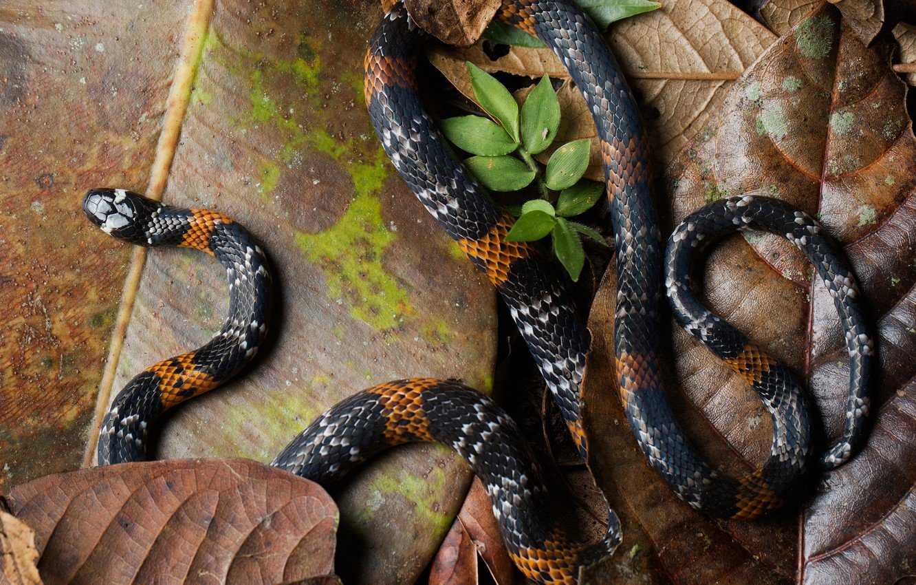 Самые большие змеи в мире — топ10