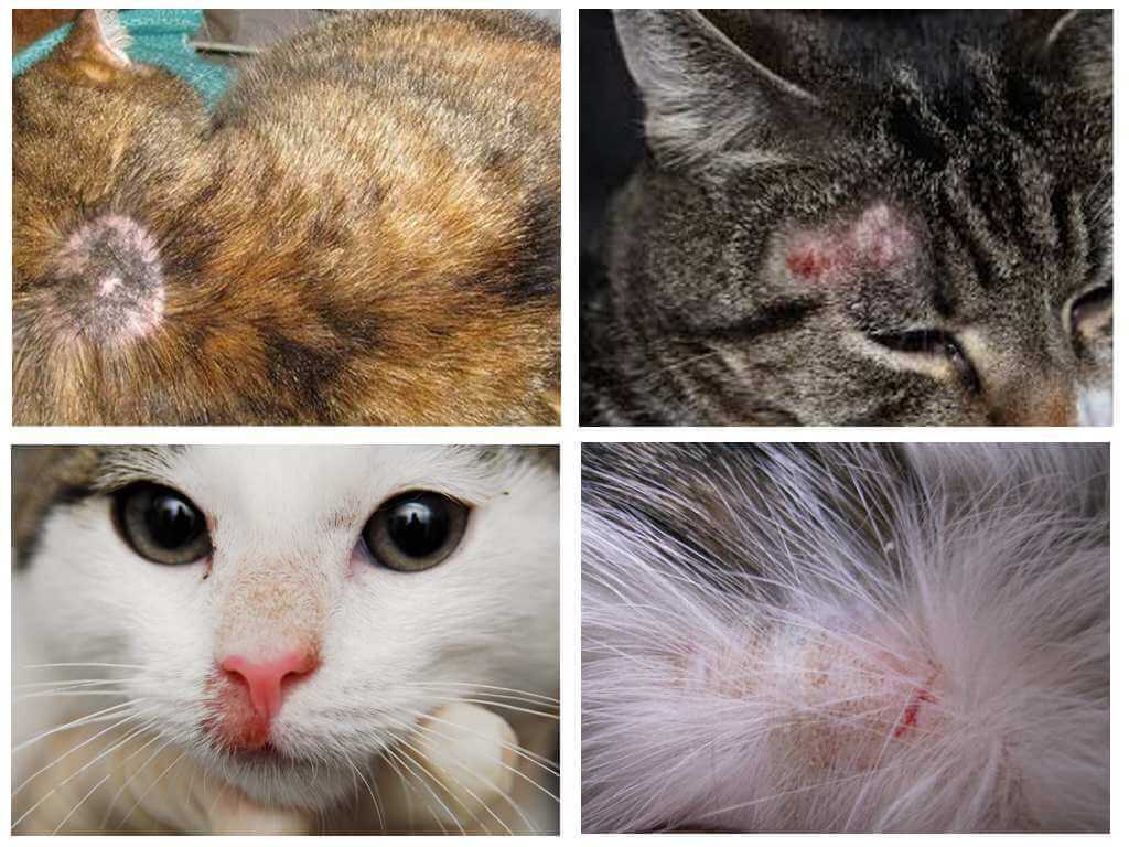 Лишай у кошек – важная информация, признаки, фото, лечение