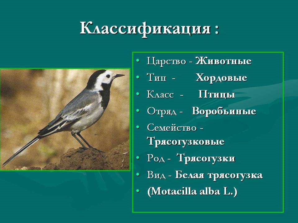 Птицы. размножение, развитие, анатомия и физиология, классификация птиц - удивительный мир животных