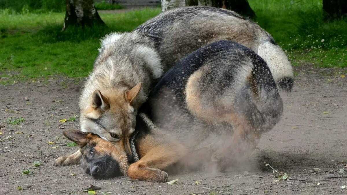 Собака овчарка против волк.
