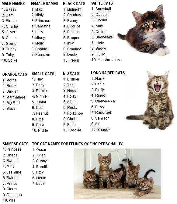 Клички для котов мальчиков: выбираем популярные и интересные варианты имен