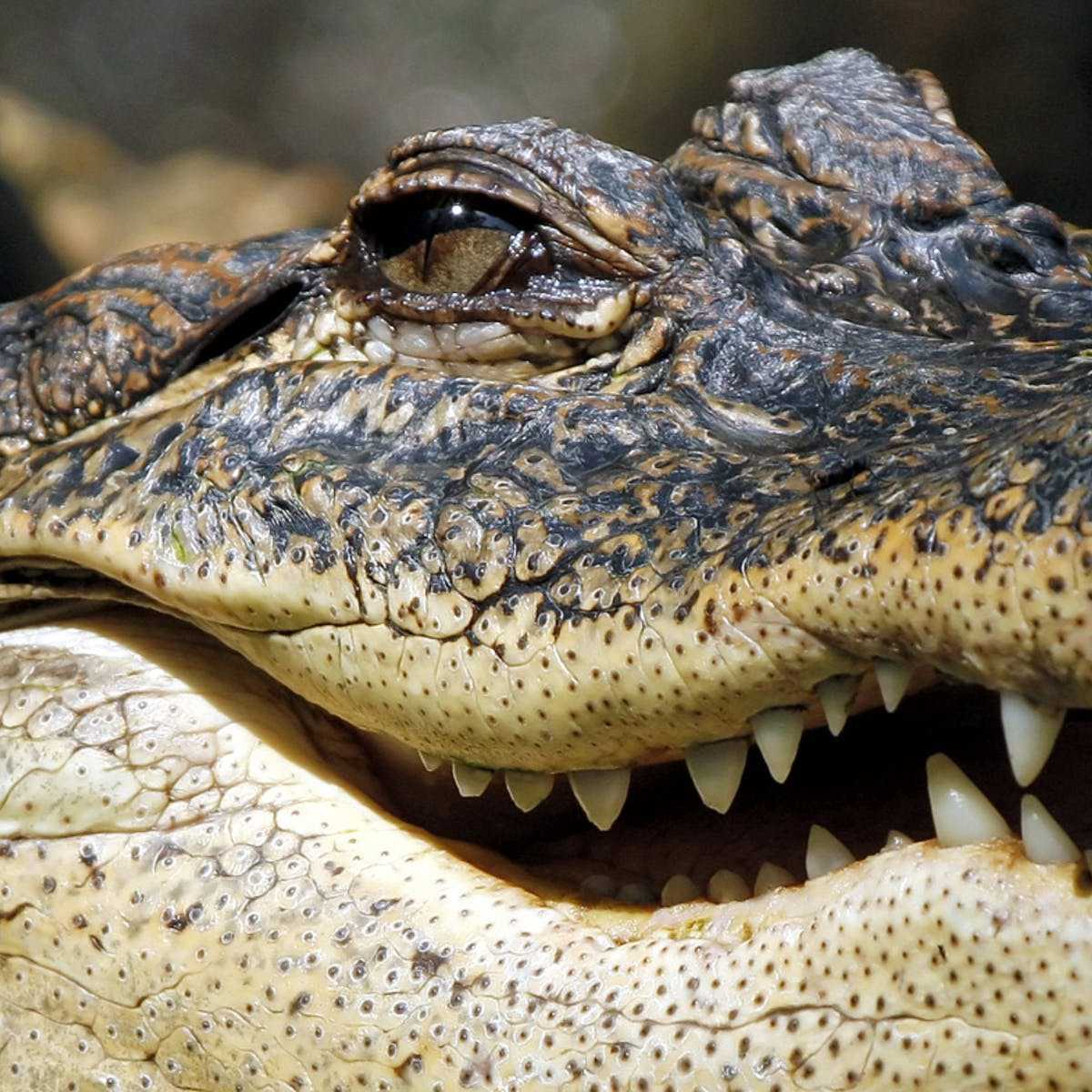 Крокодил, аллигатор, кайман или гавиал — кем на самом деле был крокодил гена