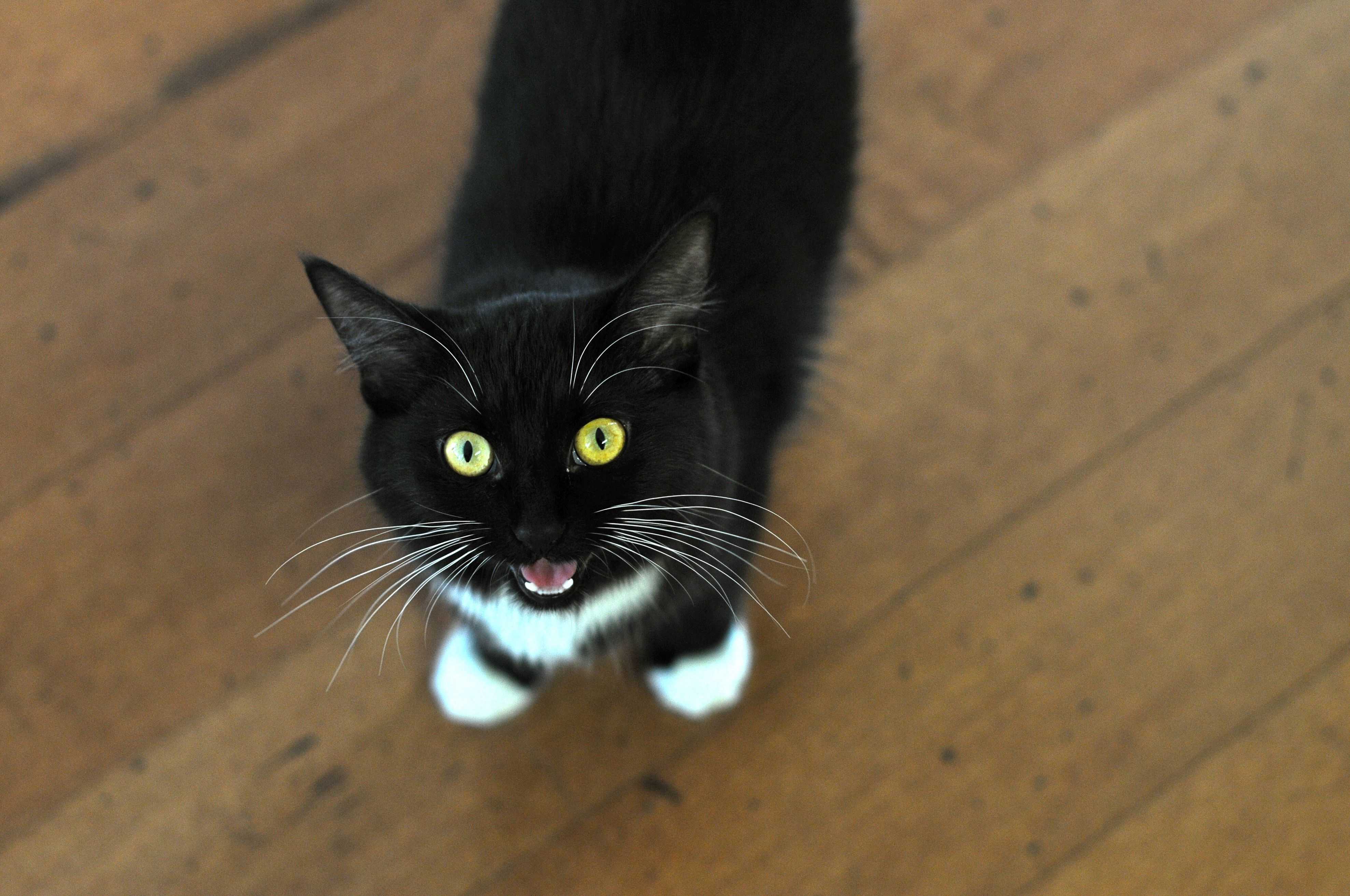 Почему кошка часто мяукает? факты о разговорчивых кошках