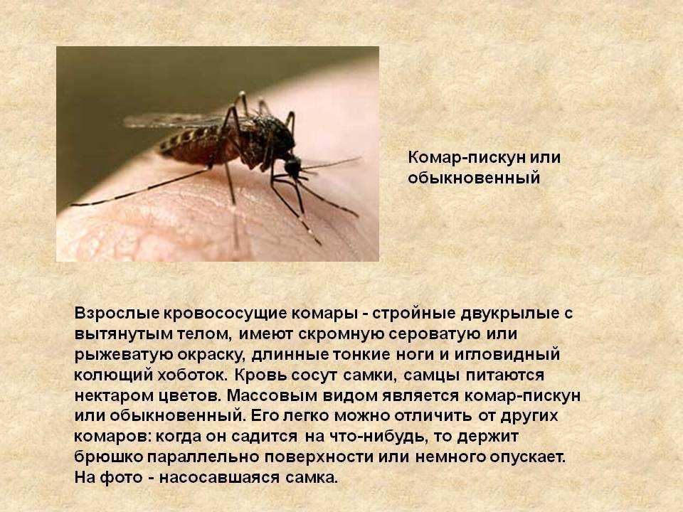 Комар culex modestus | справочник по защите растений — agroxxi